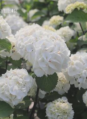 海蒂的花园 大花绣球黑金刚白色红色分枝好阳台庭院盆栽花卉植物