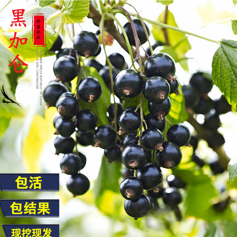 黑加仑树苗盆栽地栽当年结果嘉宝果灯笼果红醋栗耐寒树葡萄果树