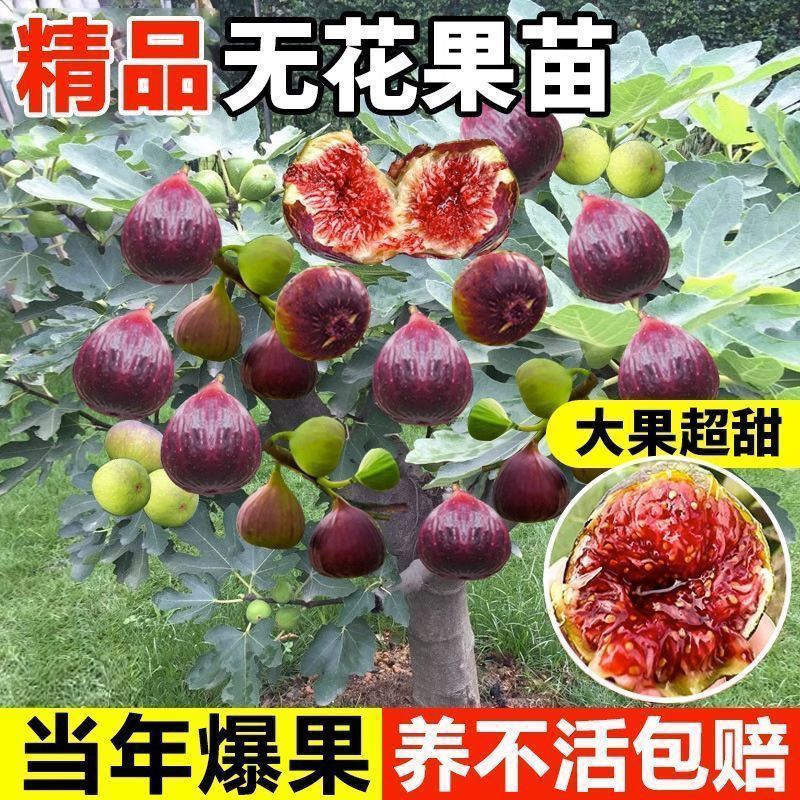 无花果树苗带果带叶发货当年结果