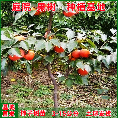 柿子树庭院特大号脆甜火晶太秋