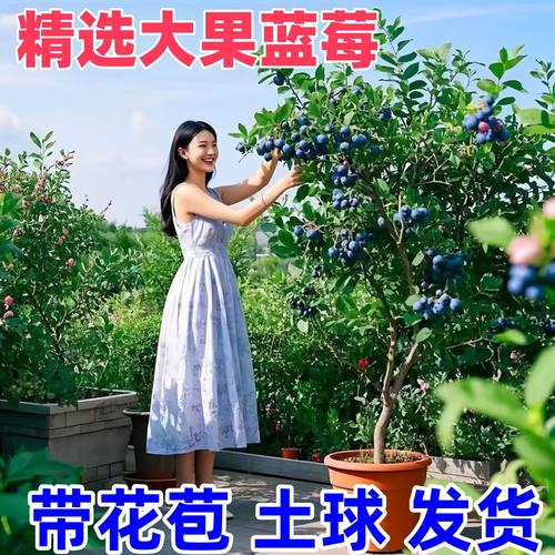 基地认证带果发货诚信商家包成活