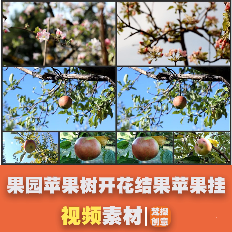 果园苹果树开花结果苹果挂果成熟高清实拍视频素材
