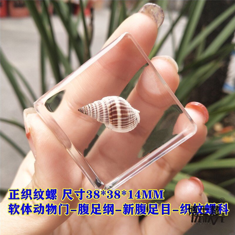 곤충 하위 식물 표본 사마귀 동물 잠자리 수지 접착제 거미 실제 곤충 딱정벌레 과학 도마뱀 바다