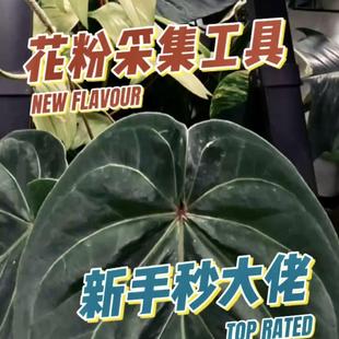 采集纸 保存试管 密封盒 花烛花粉刷 柳卜一·花粉采集工具