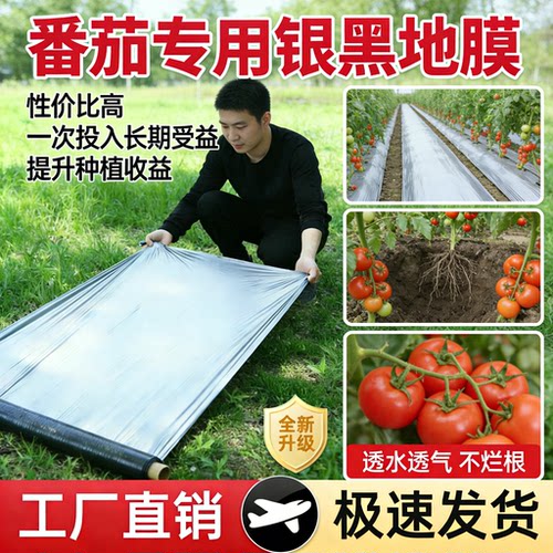 银黑双色地膜打孔带孔农业种植膜