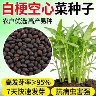 白梗空心菜种子通心菜柳叶种籽南方博白苗秧蔬菜孑菜苗四季水种植