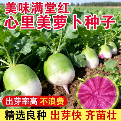美娇红杂交心里萝卜种子北