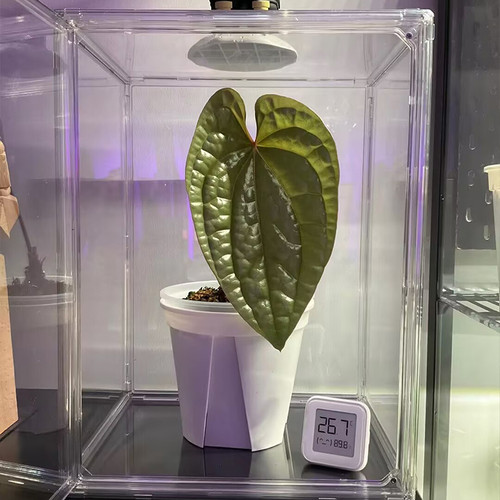 植物闷养箱亚克力透明植物育苗保护罩热植柜花架热带植物保湿箱