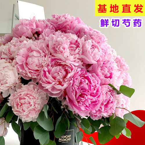 重瓣芍药鲜花进口牡丹家庭办公室