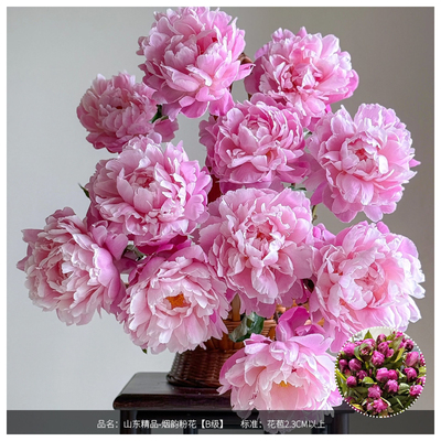 1【中通！芍药现货全集！保湿发货】山东重瓣芍药鲜花牡丹进口