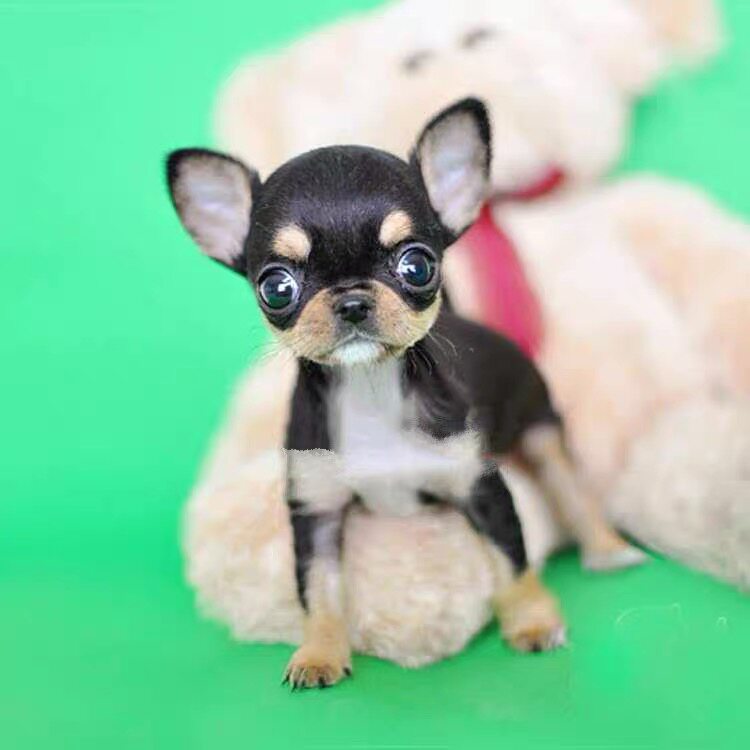 狗狗幼犬  淘宝担保交易