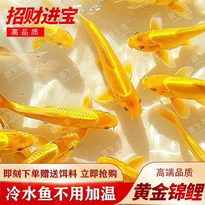 招财黄金锦鲤冷水观赏鱼好养耐活风水淡水金鱼活鱼鱼苗龙凤鲤鱼