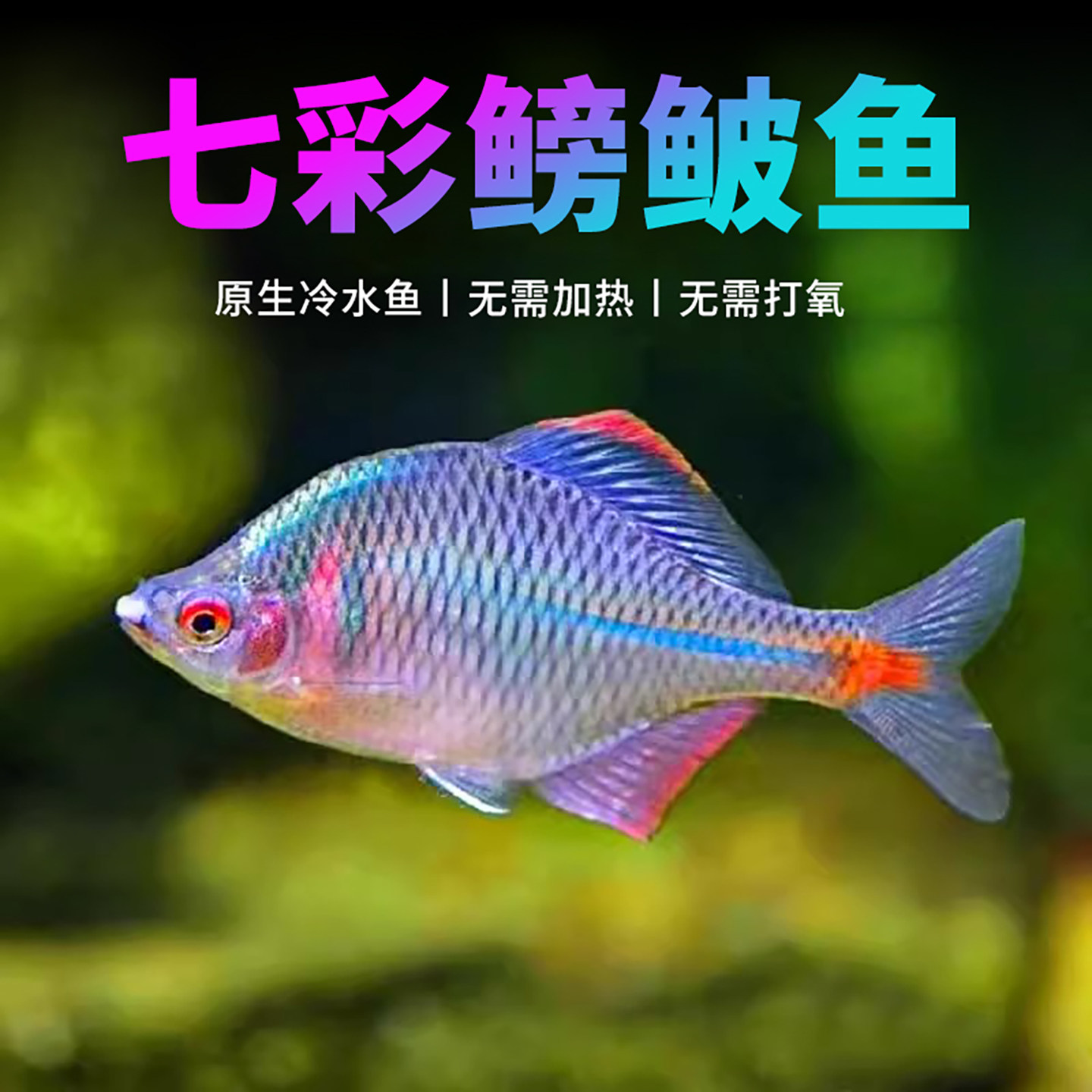 冷水鳑鲏鱼七彩旁皮冷水鱼活体淡水观赏鱼原生小型鱼苗除藻群游鱼,宠物/宠物食品及用品,鱼,淘宝优惠券,粉丝福利购,淘宝优惠卷