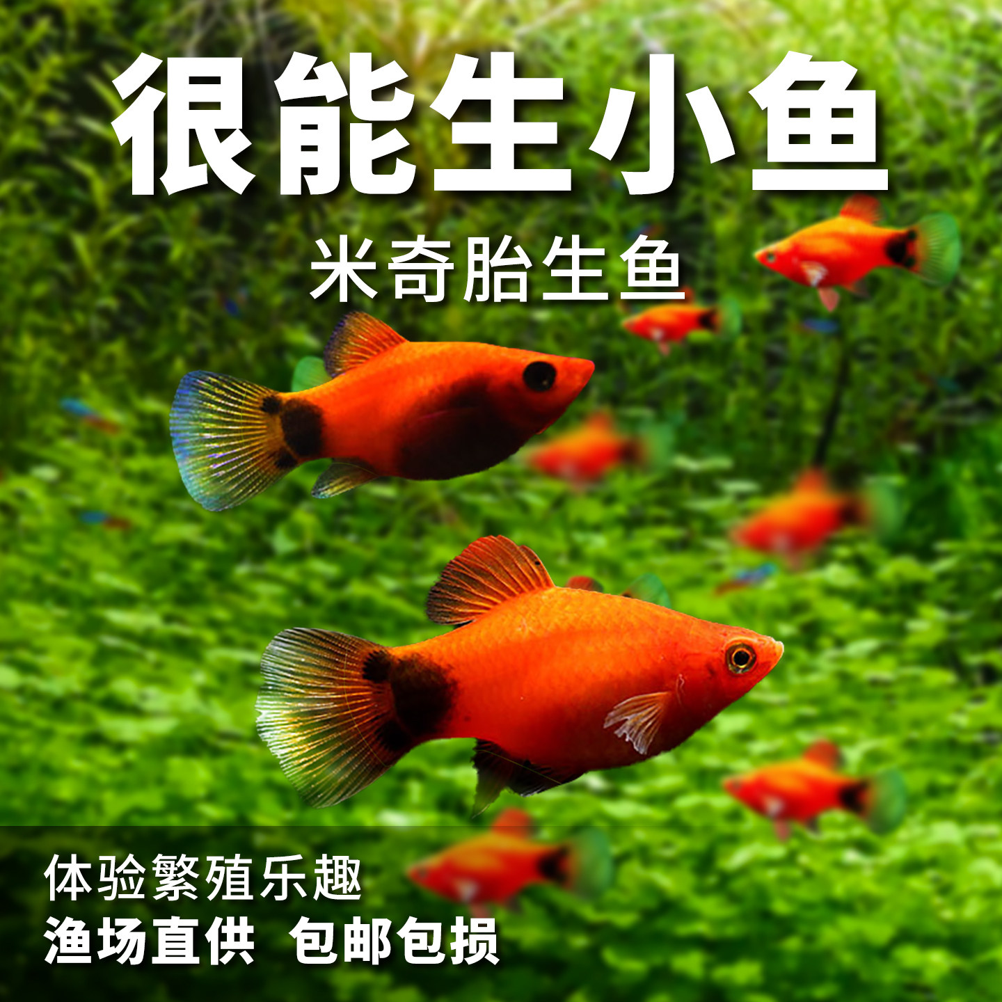 红色米奇鱼月光鱼胎生鱼小型鱼观赏鱼热带鱼好养活新手鱼活体闯缸