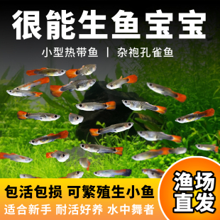 孔雀鱼凤尾淡水易繁殖耐活体杂袍好养纯种灯科小型热带观赏鱼苗