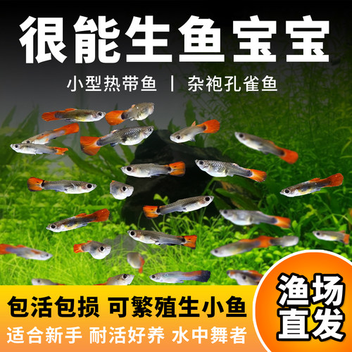 孔雀鱼凤尾淡水易繁殖耐活体杂袍好养纯种灯科小型热带观赏鱼苗