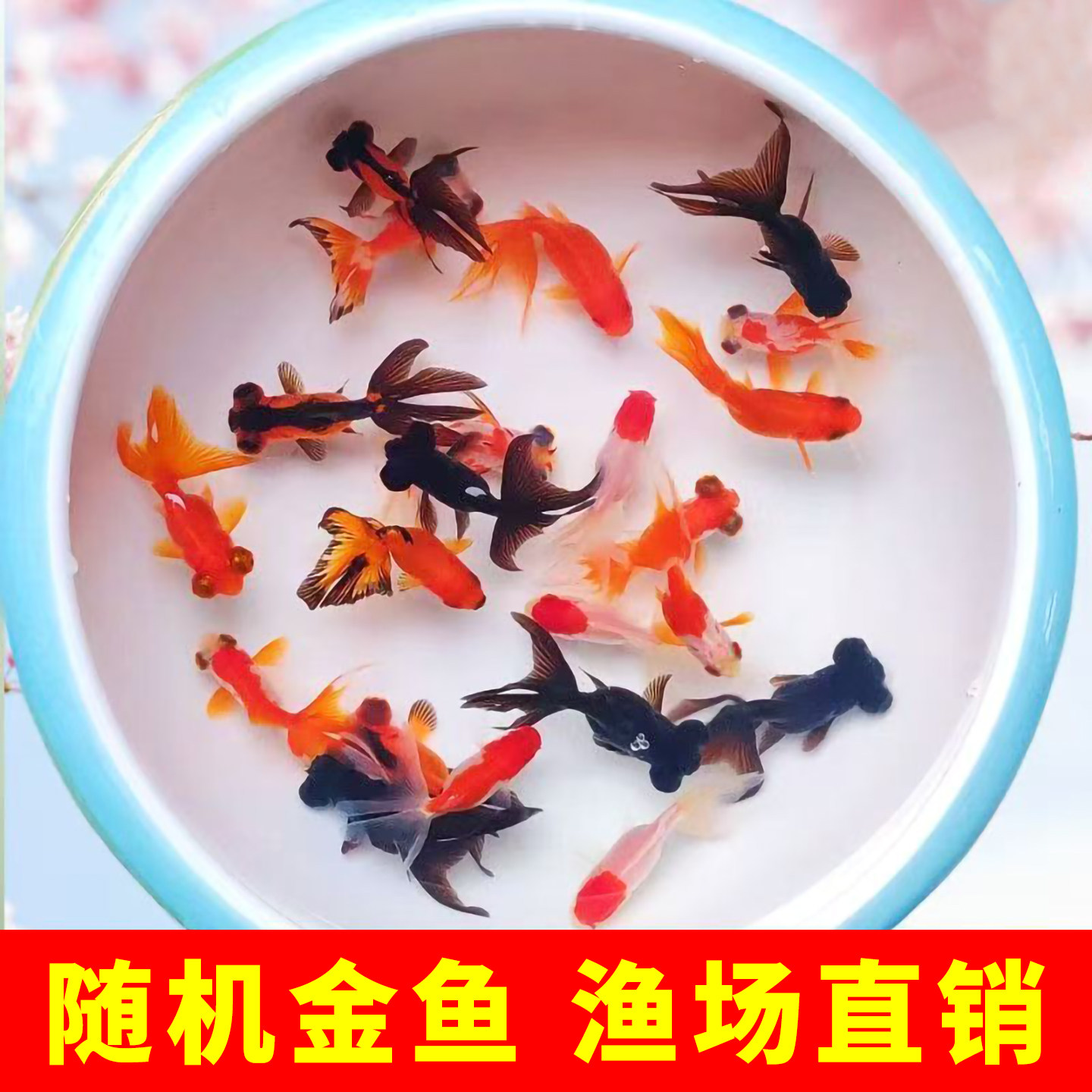 冷水鱼随机金鱼活鱼多色观赏鱼渔场直销淡水鱼龙睛鹤顶红狮头国粹