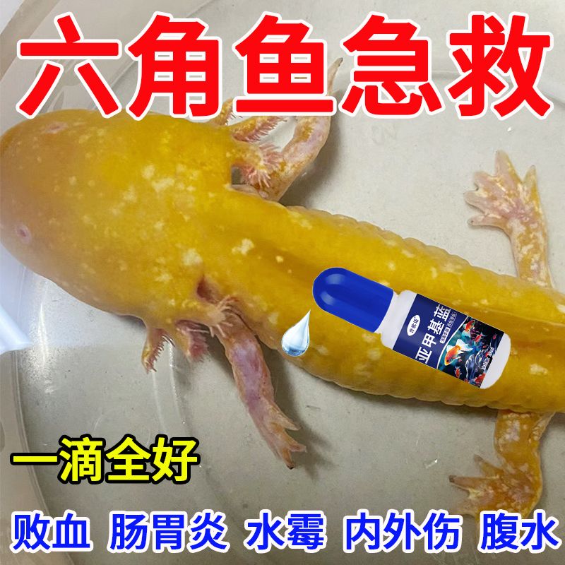 蝾螈六角恐龙鱼生病白点水