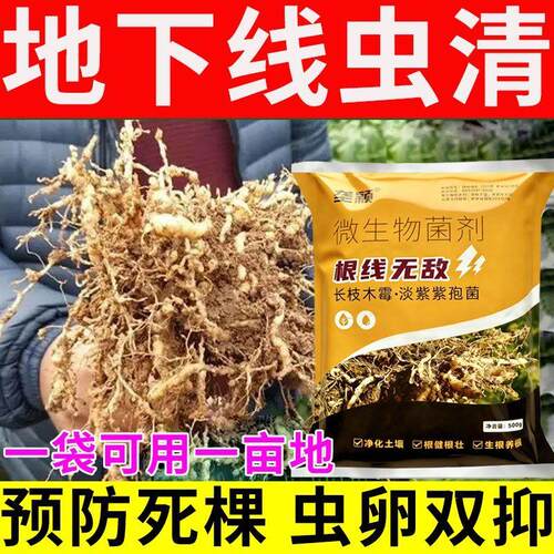 根结线虫淡紫紫孢菌生物菌肥