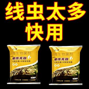 农用根结线虫专用剂淡紫紫孢菌根结根瘤除菌根线灵地下根通用菌剂
