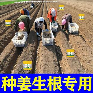 大姜拌种剂生根催芽提高产量杀死病原菌预防各种病害死棵生姜专用