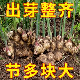 生姜催芽生根拌种剂提高发芽壮苗促分杈防姜瘟杀菌姜种大姜生根剂