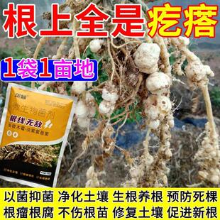 农用根结线虫淡紫紫孢菌根结根瘤杀菌根线灵地下根微生物菌剂