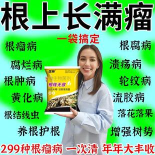 根瘤病根瘤菌快速脱落果树大樱桃树微生物菌剂专用防腐烂根结线虫
