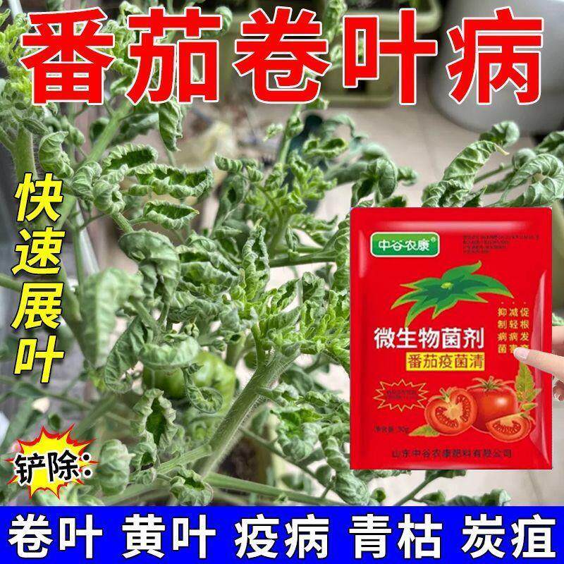 番茄病菌清西红柿专用早晚