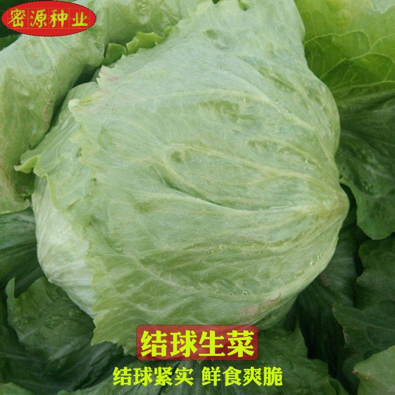 结球生菜种子球生菜种籽包心球形四季农家菜园阳台盆栽蔬菜菜籽种