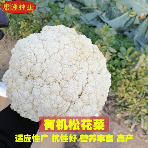 有机白菜花价格 有机白菜花图片 星期三