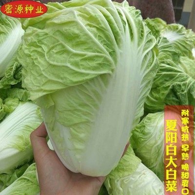 大白菜种子早熟四季播青耐热抗病