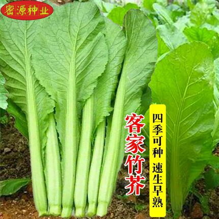 客家竹芥菜种子咸菜酸菜种早熟快大芥菜籽春秋季四季农家蔬菜种孑