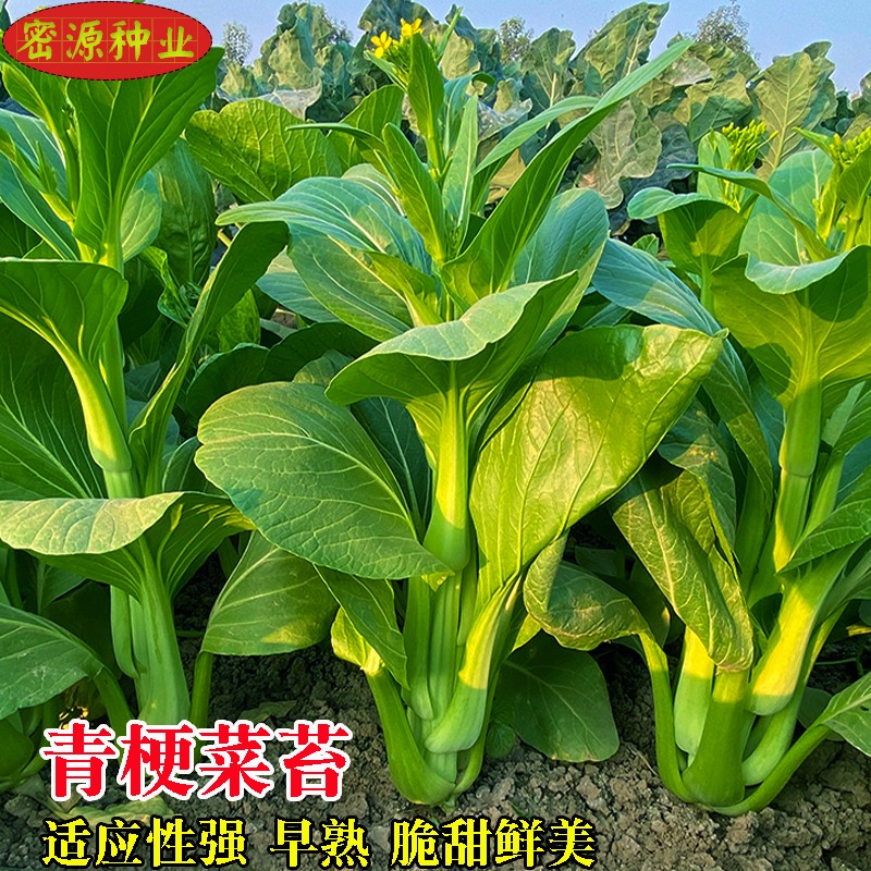 青梗菜苔种籽早熟多次采摘