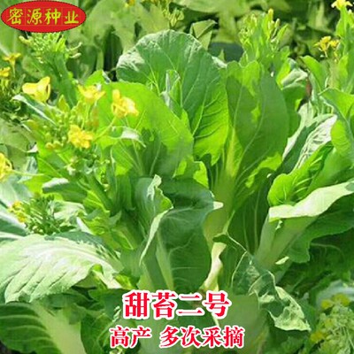 甜苔二号甜菜心种子芯大田阳台