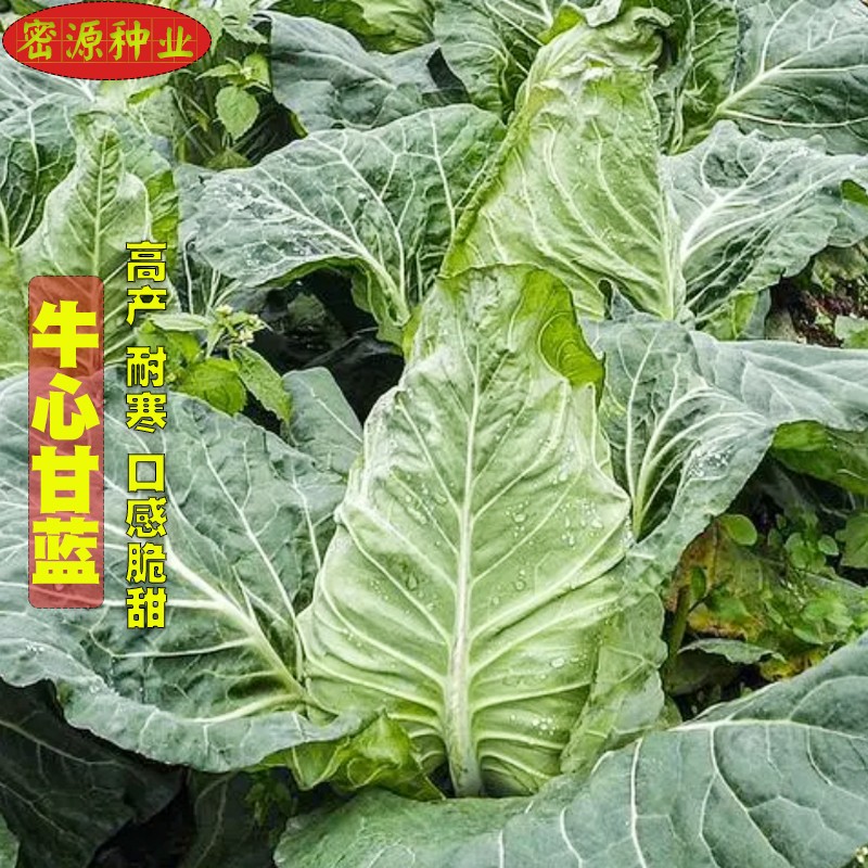 牛心甘蓝种子高产脆甜球色翠绿