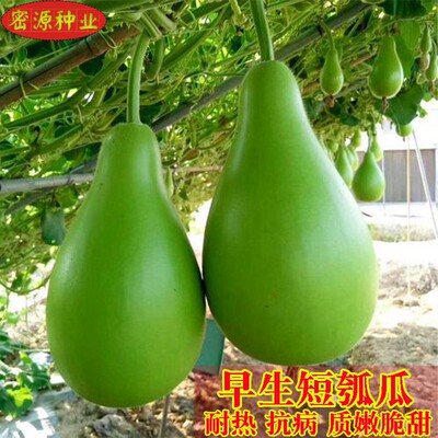 早生瓠瓜种子高产秧苗圆浦菜葫芦