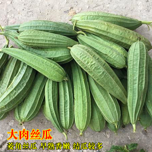 双青大肉丝瓜种子肉厚特长早熟棱角丝瓜种苗四季 高产庭院蔬菜种孑