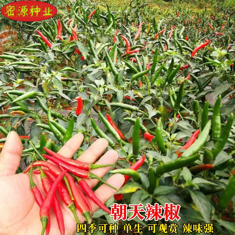 朝天椒种籽辣椒叶种苗香辣可口高产四季可种阳台盆栽农家蔬菜种孑