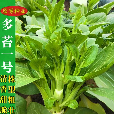 甜脆多苔一号菜苔种子
