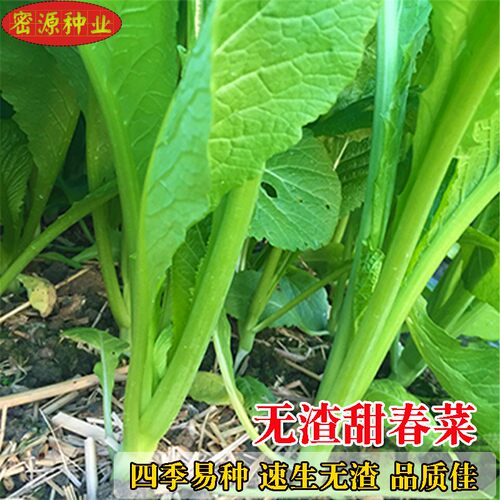 无渣甜春菜四季种籽耐寒阳台盆栽