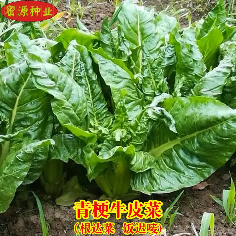 青梗牛皮菜种子种子秋冬季根达菜