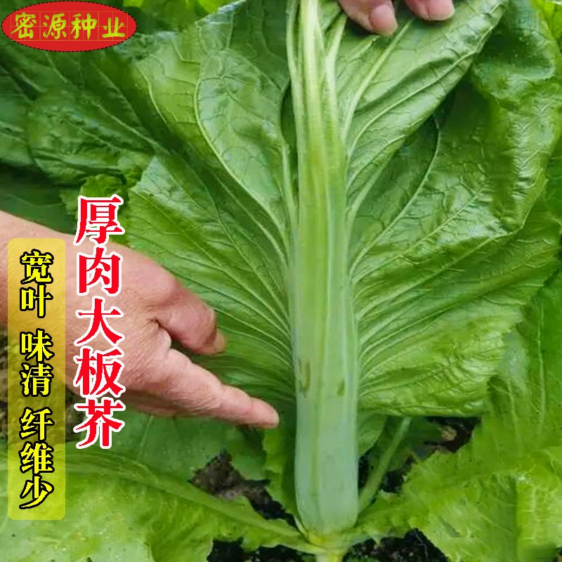 农家本地耐寒芥菜厚肉大板芥