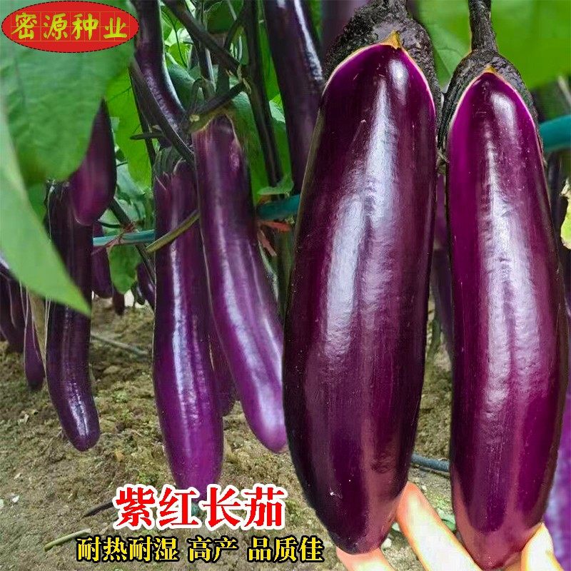 紫红长茄种籽茄子秧苗春秋季阳台盆栽蔬菜种孑四季农家紫长茄种子