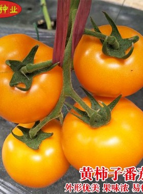 黄柿子番茄种子种籽金黄色樱桃西红柿大番茄农家大田四季盆栽蔬菜