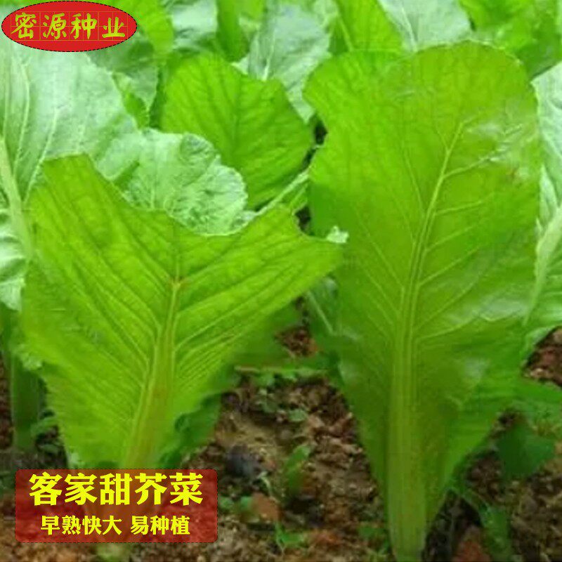 客家甜芥菜种籽本地大叶芥菜种子速生早熟春秋四季易种植蔬菜种孑