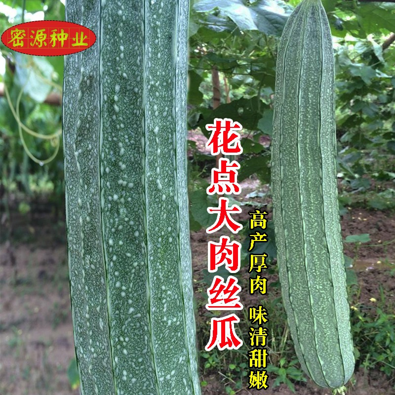 大肉丝瓜种苗高产脆甜四季农家