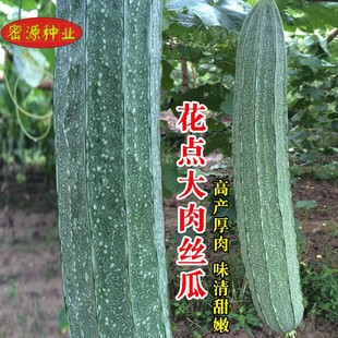 花點(diǎn)大肉絲瓜種苗高產(chǎn)脆甜絲瓜菜種籽耐熱四季 田園農(nóng)家蔬菜種孑籽
