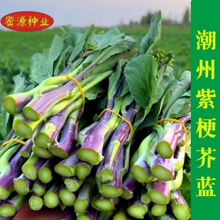 潮州红梗香芥蓝种子红脚芥兰紫梗芥蓝菜春秋四季盆栽芥菜蔬菜种籽