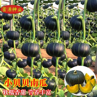 小贝贝南瓜种子板栗南瓜黄贝贝迷你小南瓜春季夏秋季种蔬菜菜种孑
